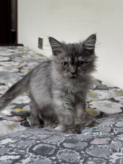 persian kitten for sale