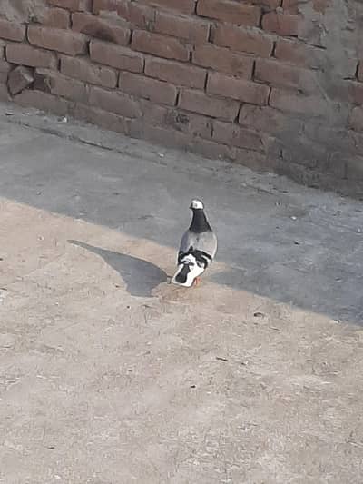 kasni mukhi or sabaz mukhi ka Jora ha breader