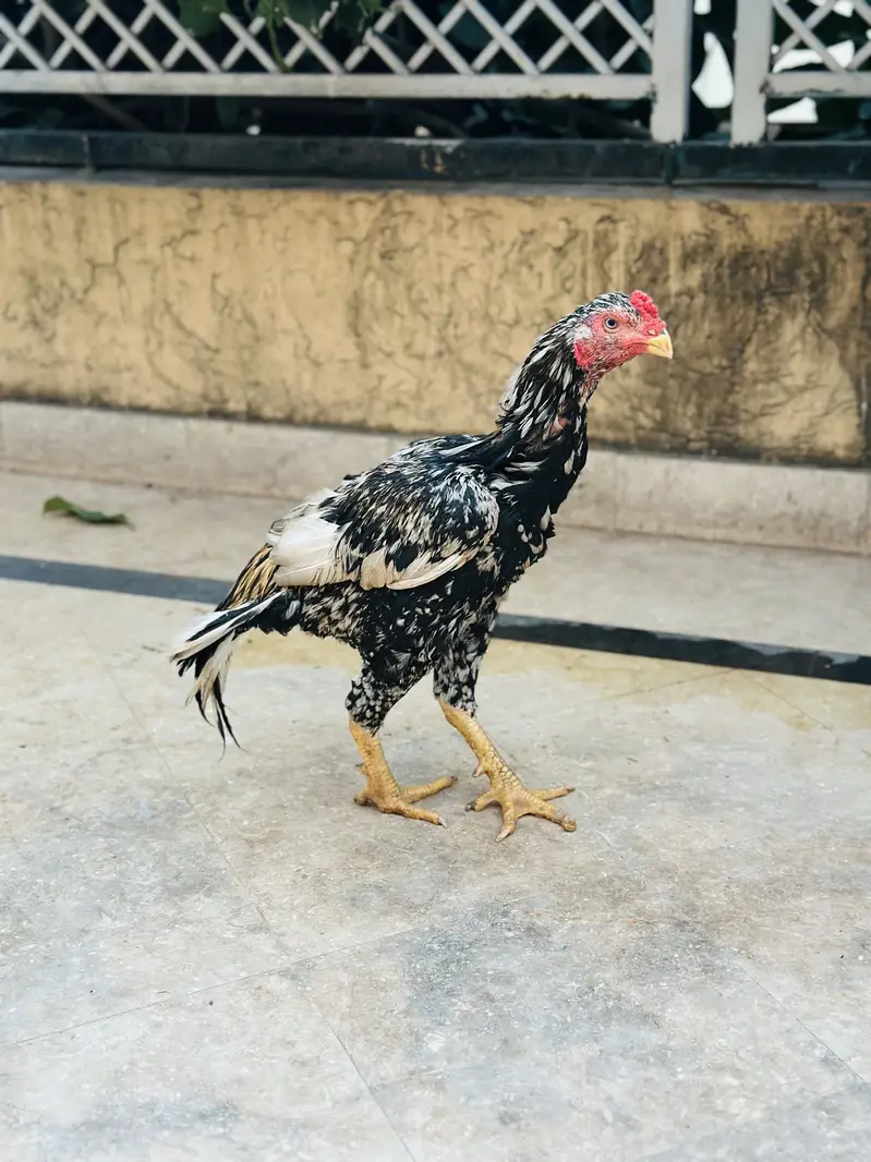 Aseel Mianwali | Aseel Hen | Aseel Murga | Aseel — photo 2