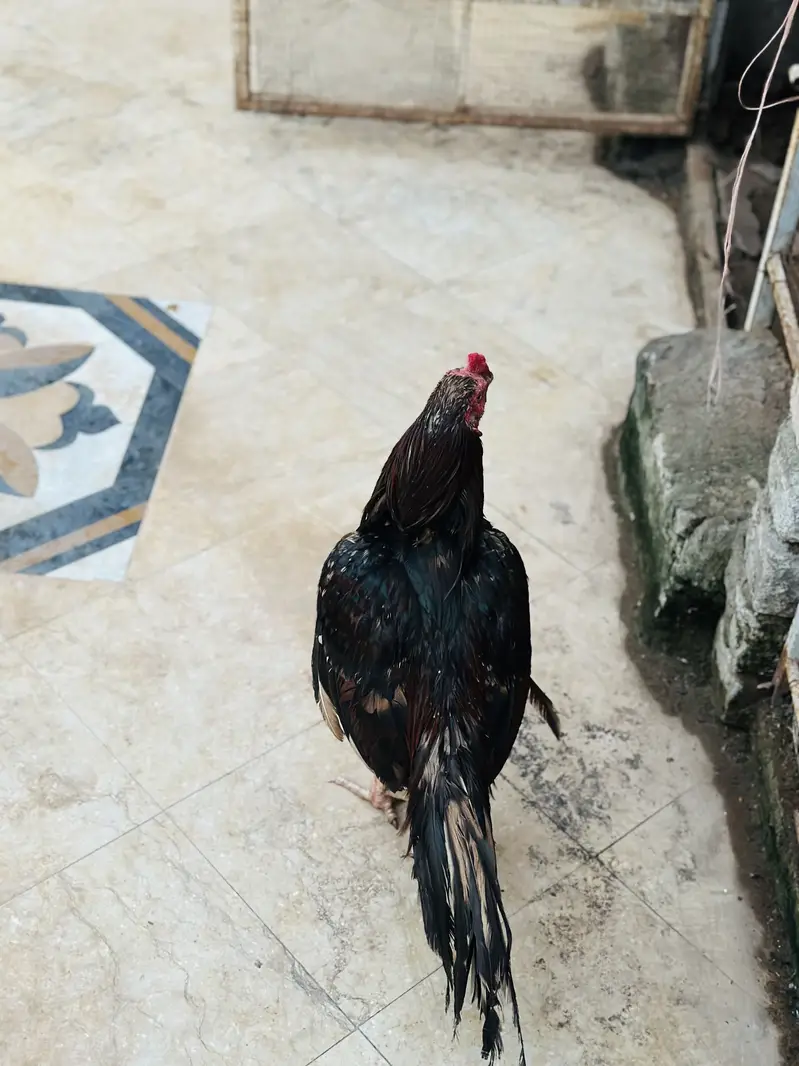 Aseel Mianwali | Aseel Hen | Aseel Murga | Aseel — photo 3