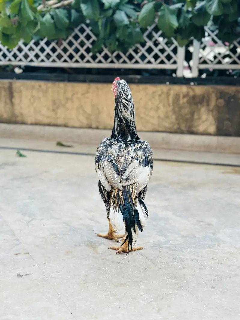 Aseel Mianwali | Aseel Hen | Aseel Murga | Aseel — photo 4