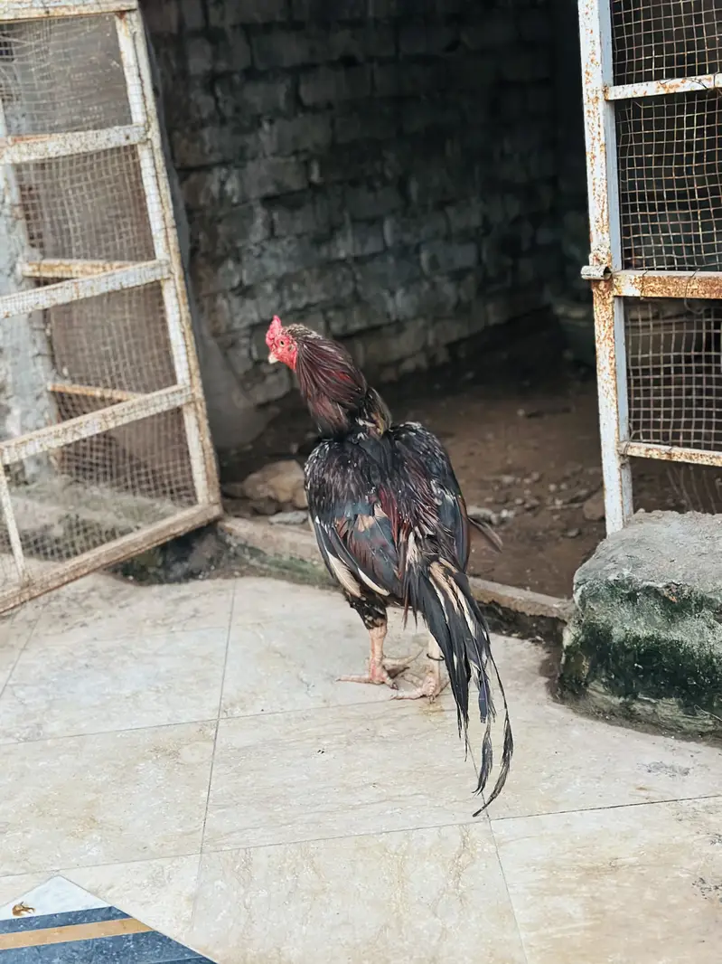 Aseel Mianwali | Aseel Hen | Aseel Murga | Aseel — photo 5