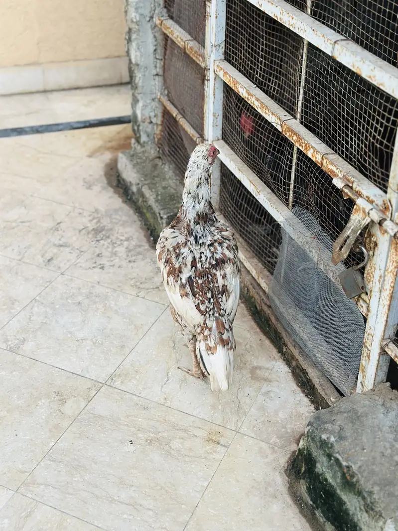 Aseel Mianwali | Aseel Hen | Aseel Murga | Aseel — photo 6