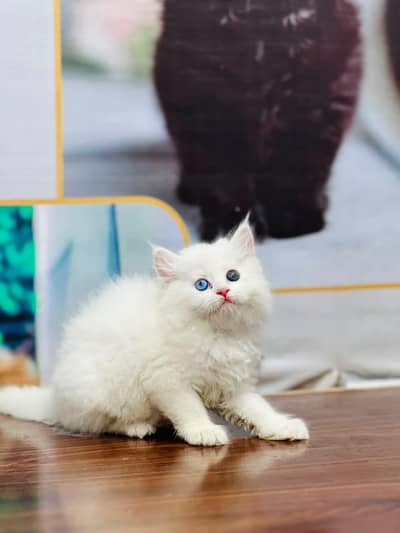 cash on delivery available Persian punch face cat kitten