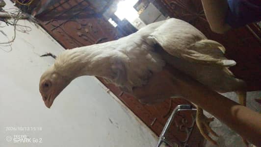 Pure Aseel murghi for sale - Healthy & Active - Rawalpindi