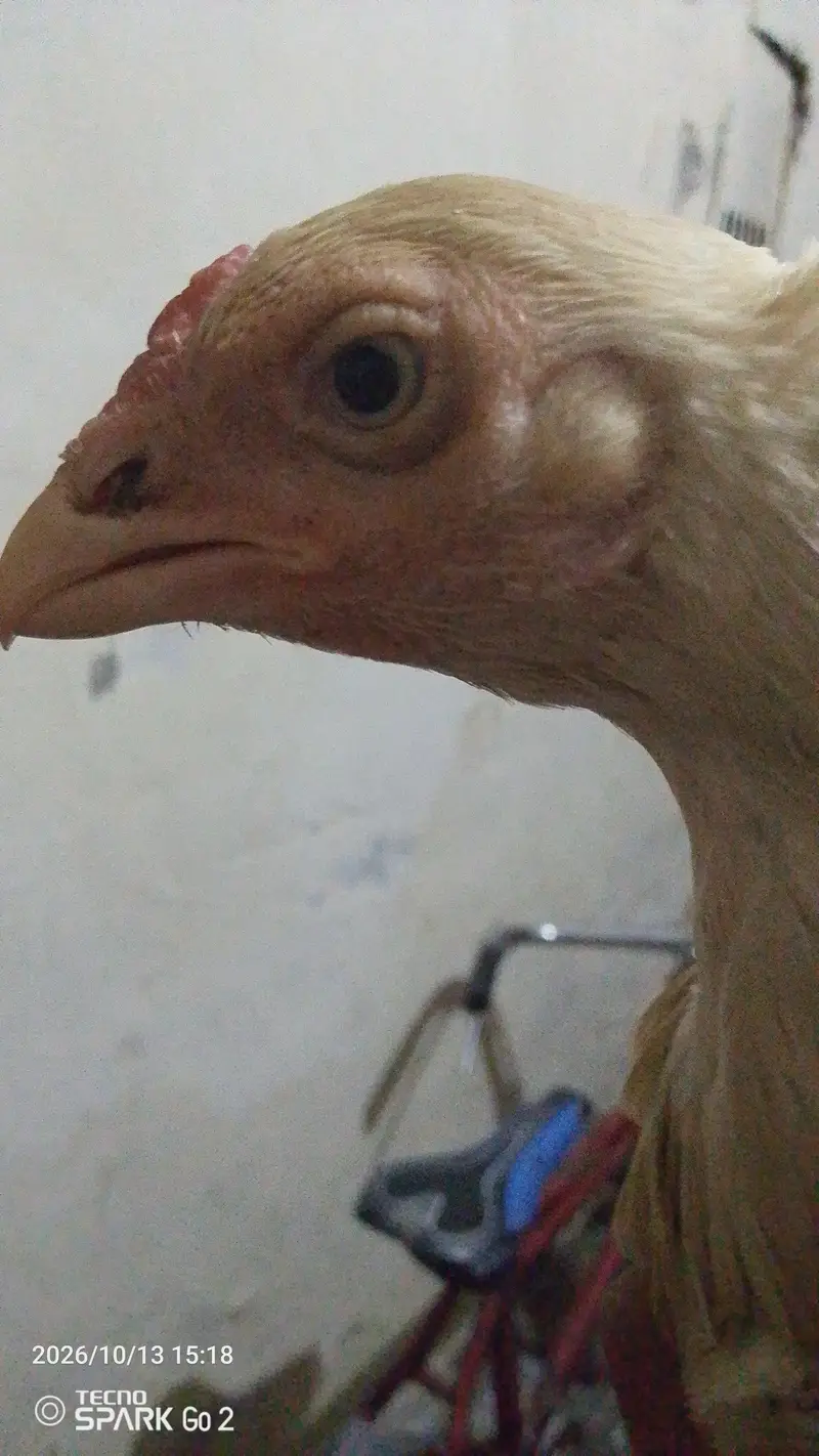 Pure Aseel murghi for sale - Healthy & Active - Rawalpindi — photo 2