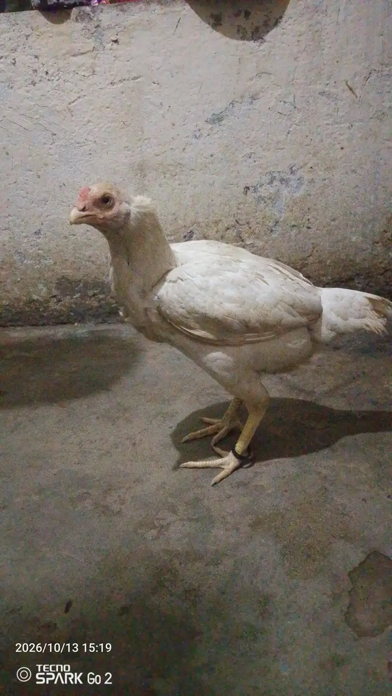 Pure Aseel murghi for sale - Healthy & Active - Rawalpindi — photo 3