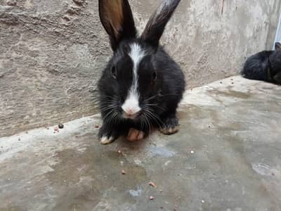Cute Rabbits for Sale