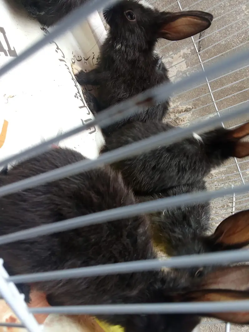 Cute Rabbits for Sale — photo 2