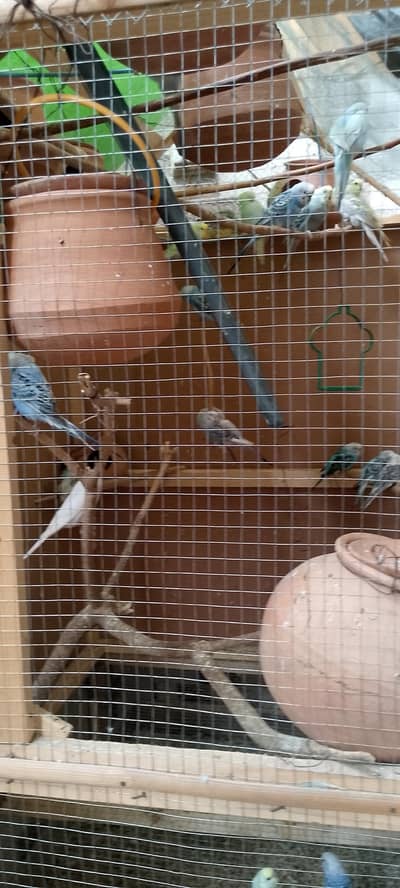 Budgie's Parrots For Sale with Cage 03125278973