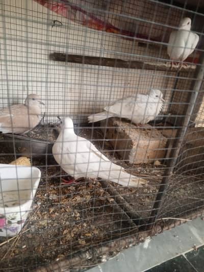 white doves khumre 2 pairs for sale