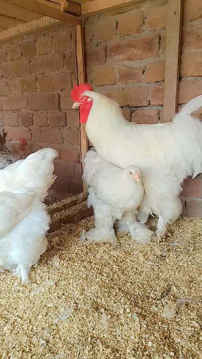 Fence Hen's