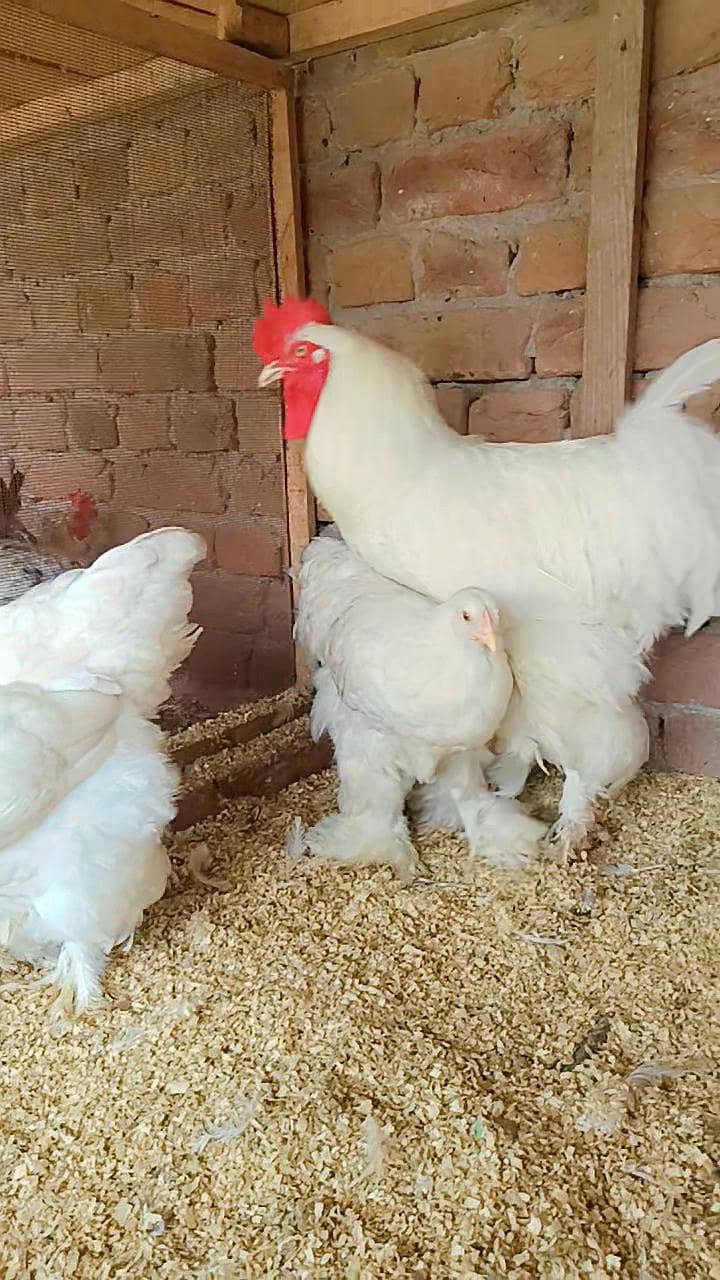 Fence Hen's 0