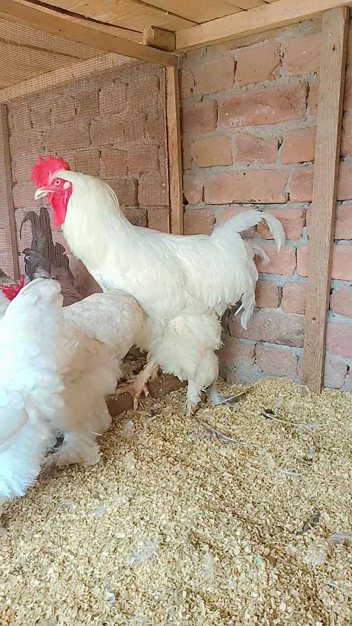 Fence Hen's 1