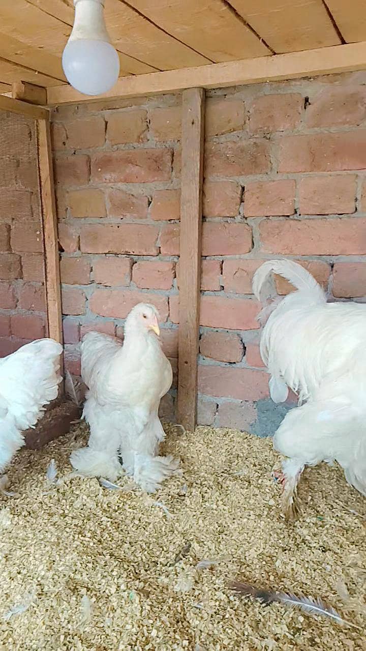 Fence Hen's 2