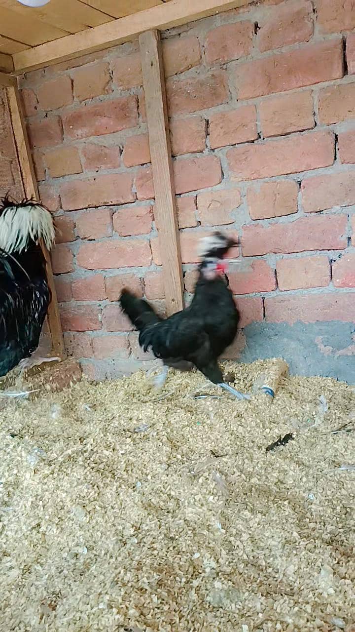 Fence Hen's 3