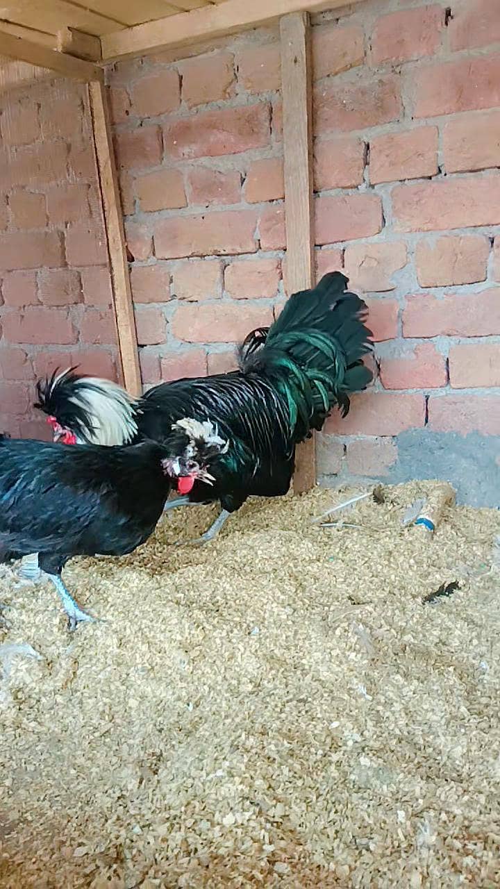 Fence Hen's 4