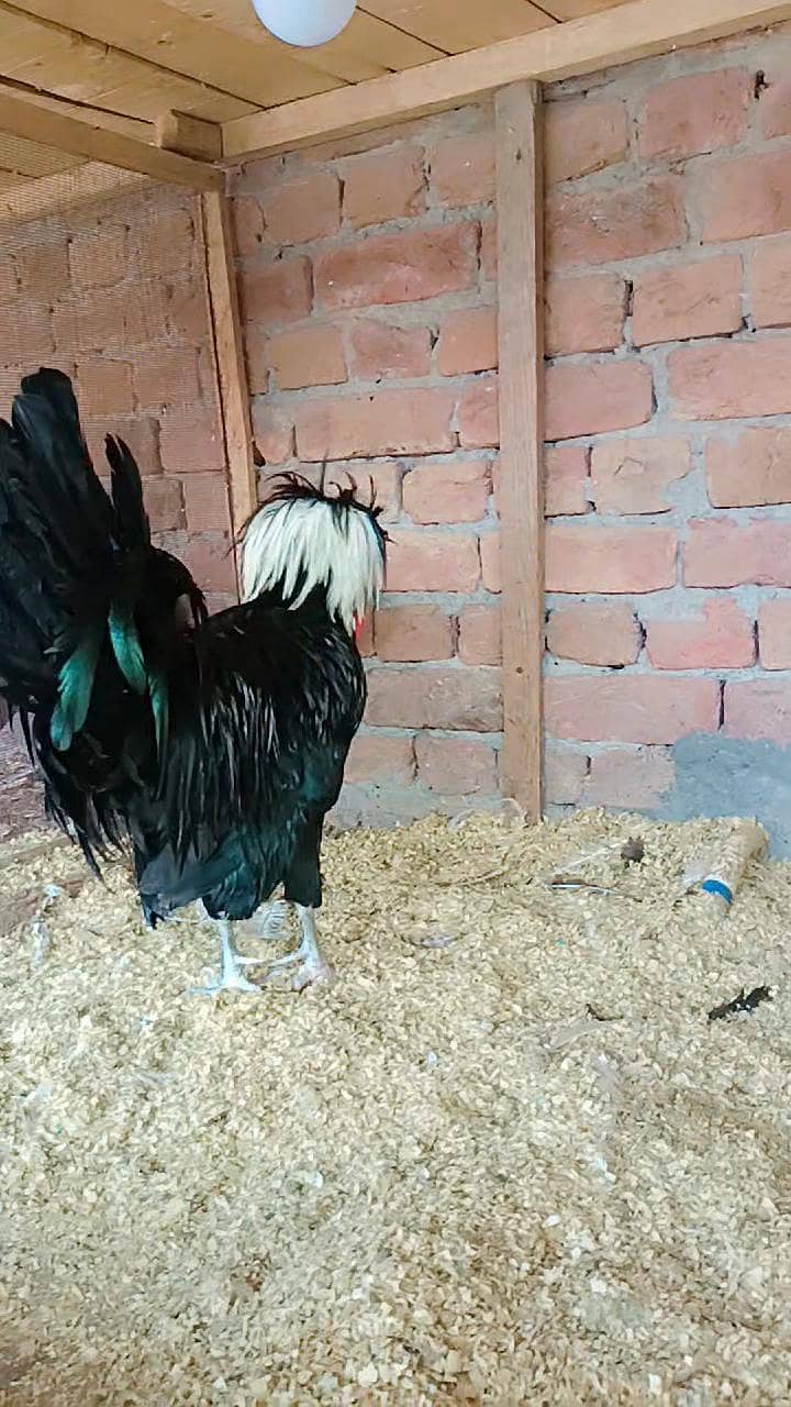 Fence Hen's 5