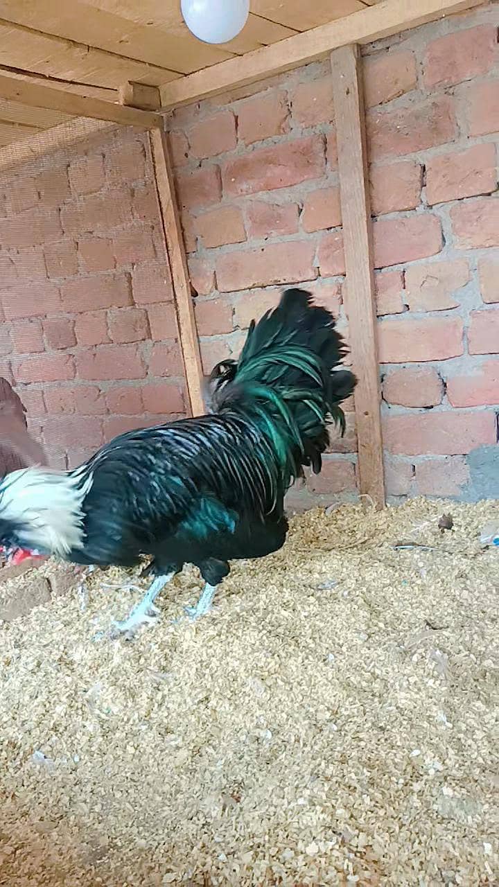 Fence Hen's 6