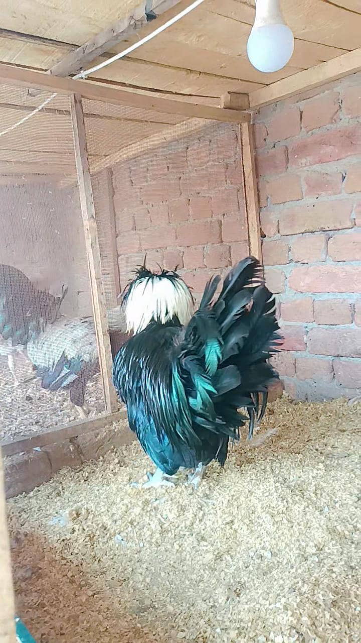 Fence Hen's 7