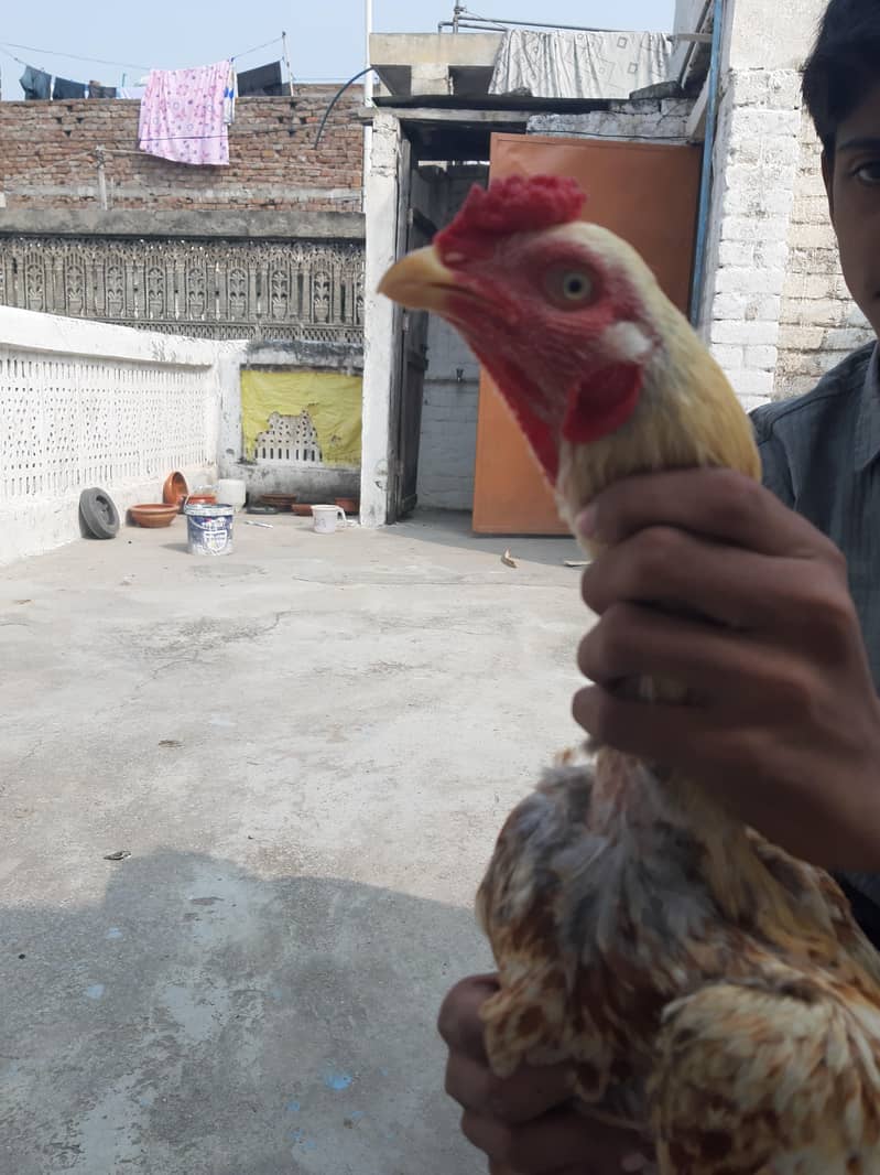 Aseel Murga 2
