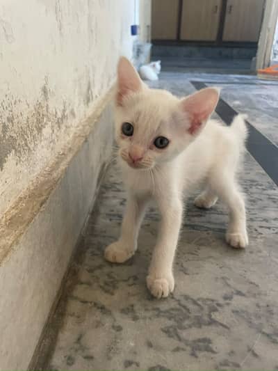 Kitten for sale. Persian Single coated healthy kitten