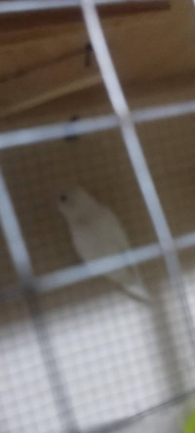 albino