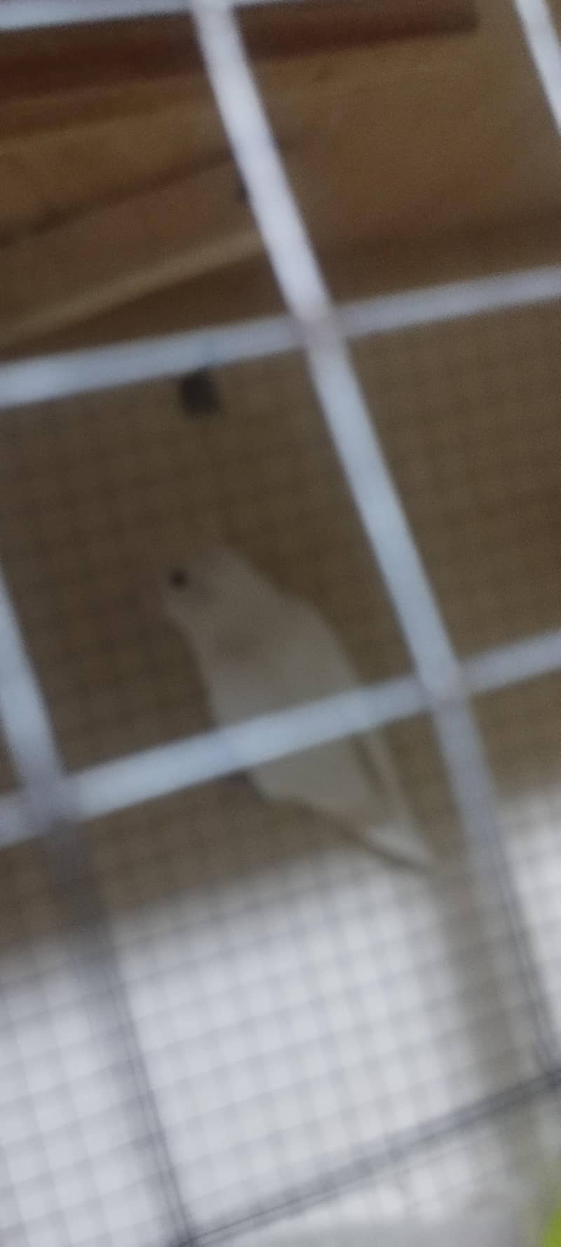 albino 1