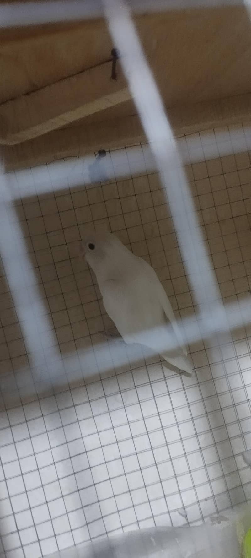 albino 2