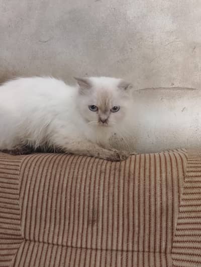 Siberian cat