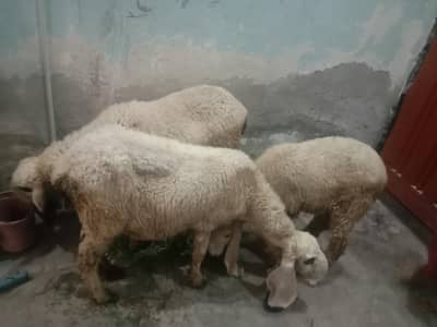 SHEEP urgent sale 3 (2) ready for baby