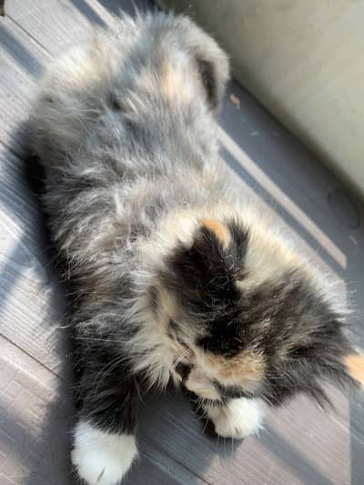 2 months persian triple coat
