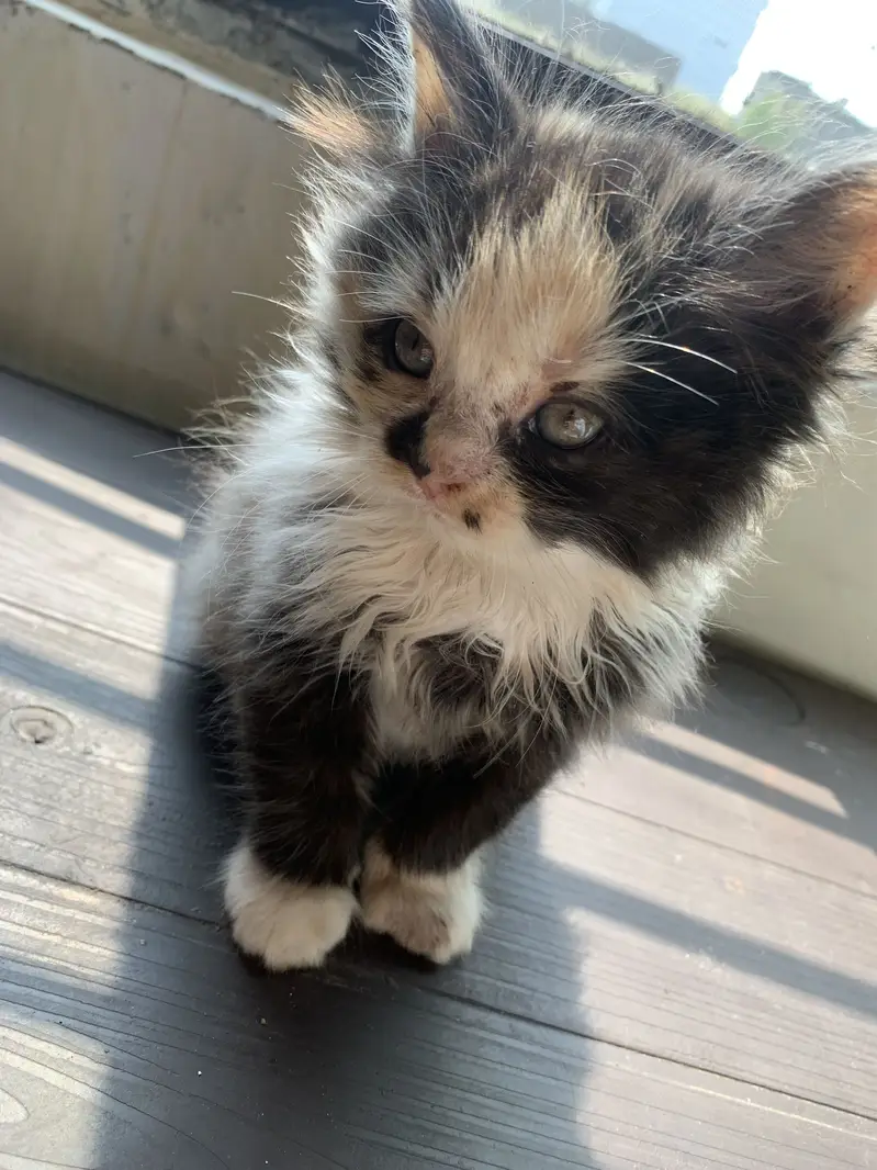 2 months persian triple coat — photo 2