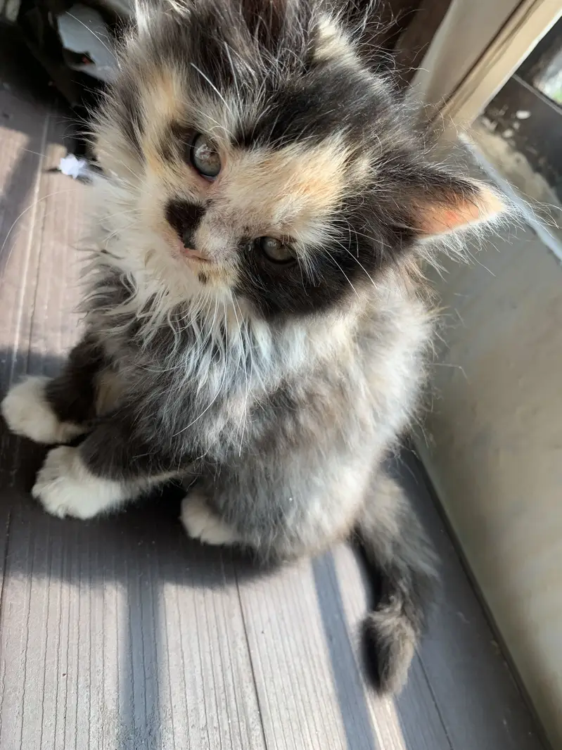 2 months persian triple coat — photo 3