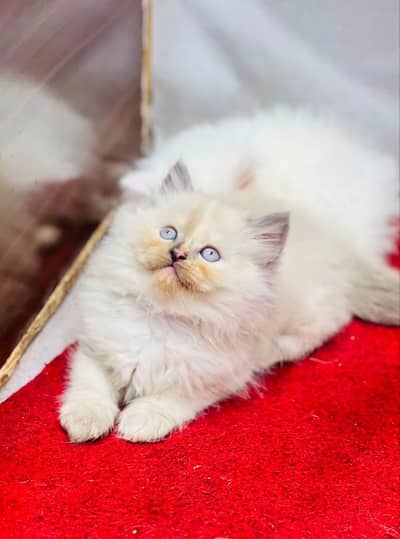 cash on delivery available Persian punch face cat kitten
