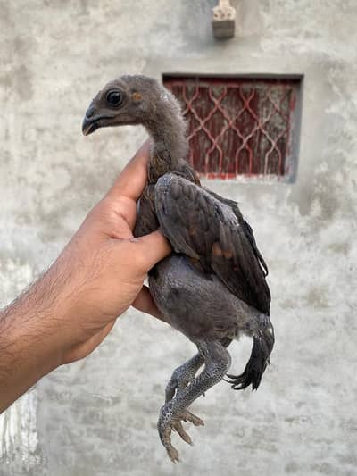 dragon aseel chicks