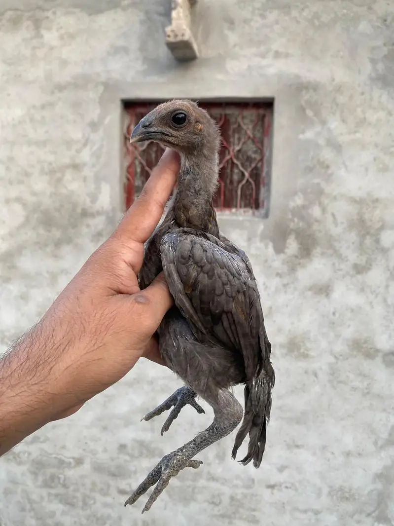 dragon aseel chicks — photo 2