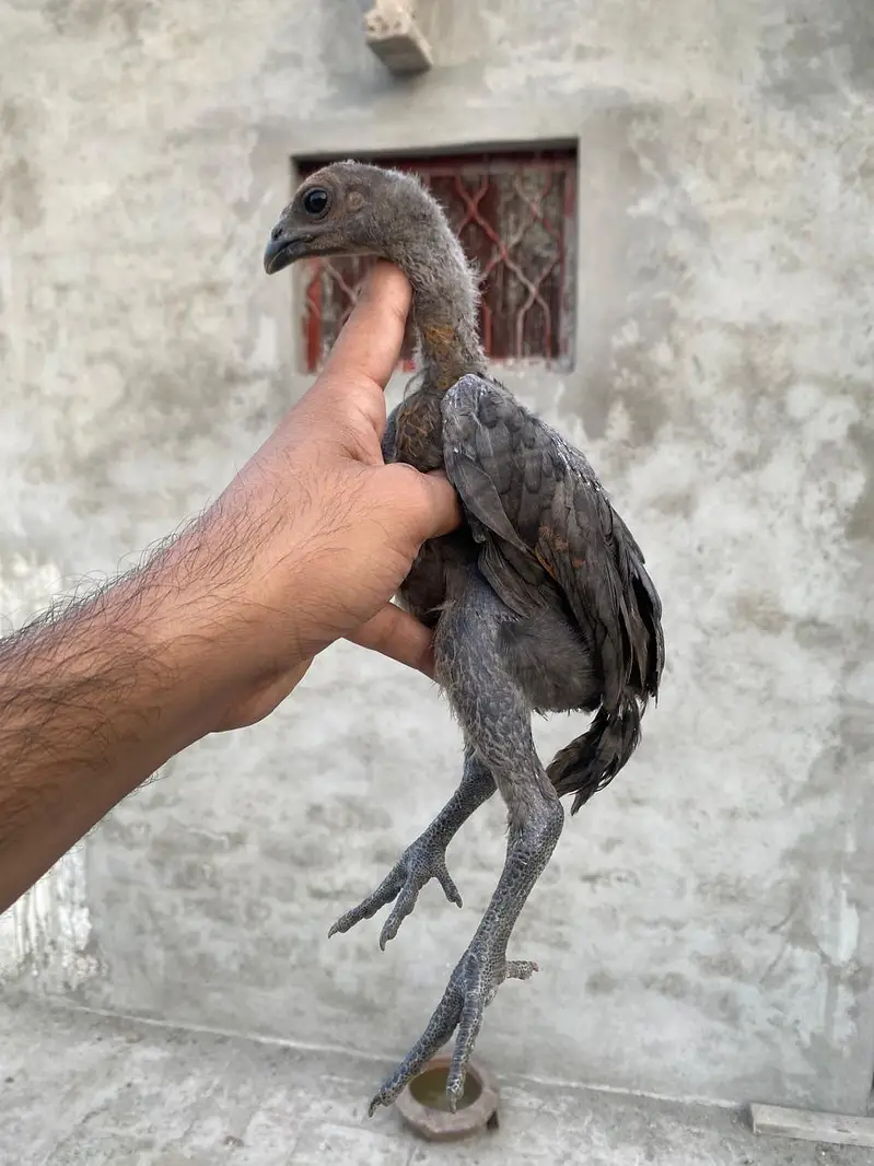 dragon aseel chicks — photo 3