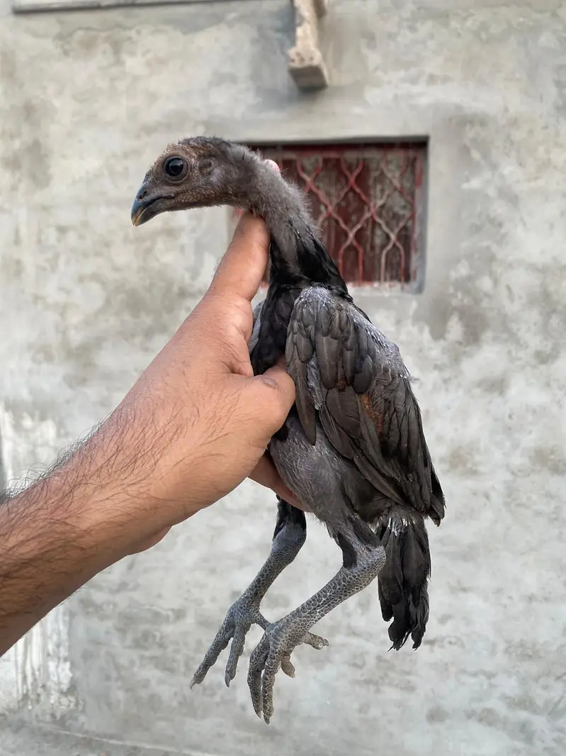 dragon aseel chicks — photo 4