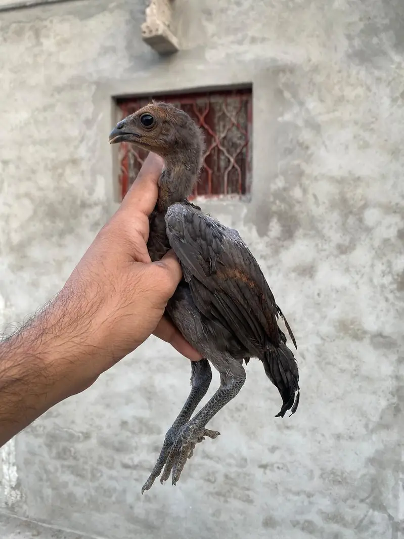 dragon aseel chicks — photo 5
