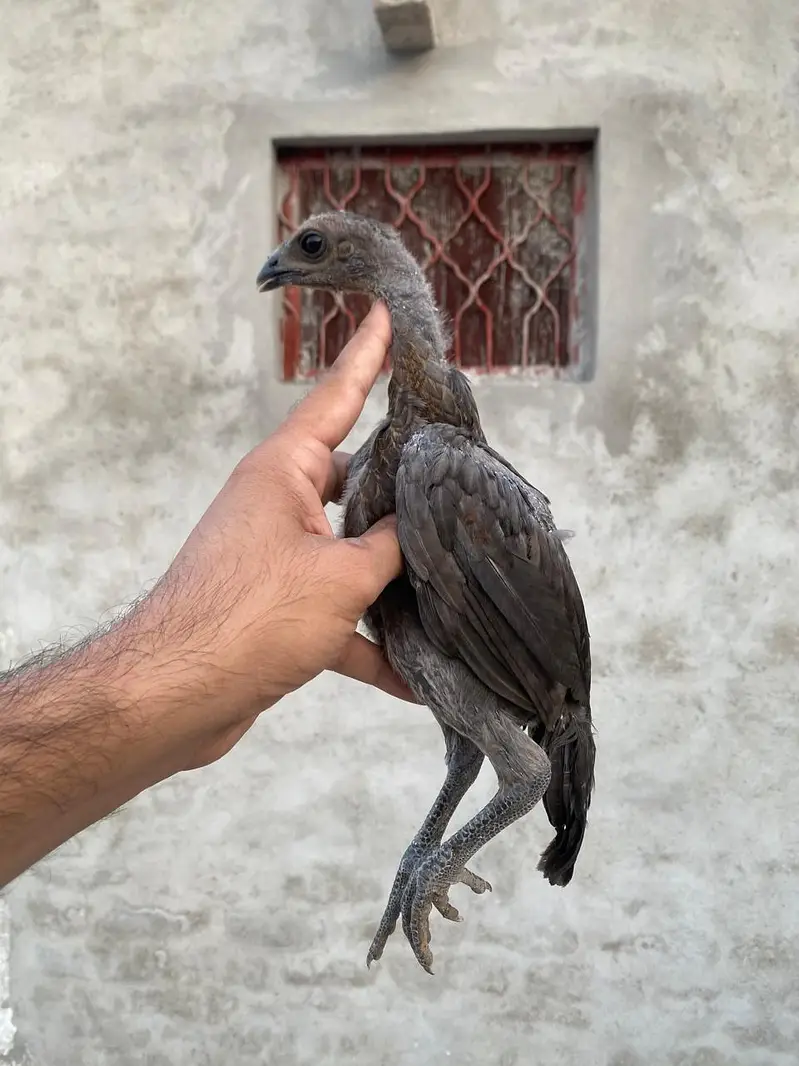dragon aseel chicks — photo 6