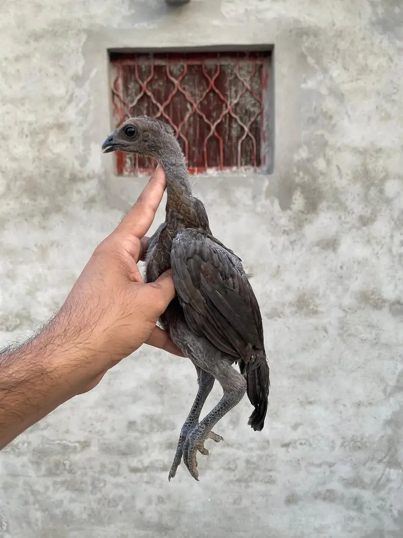 dragon aseel chicks — photo 7