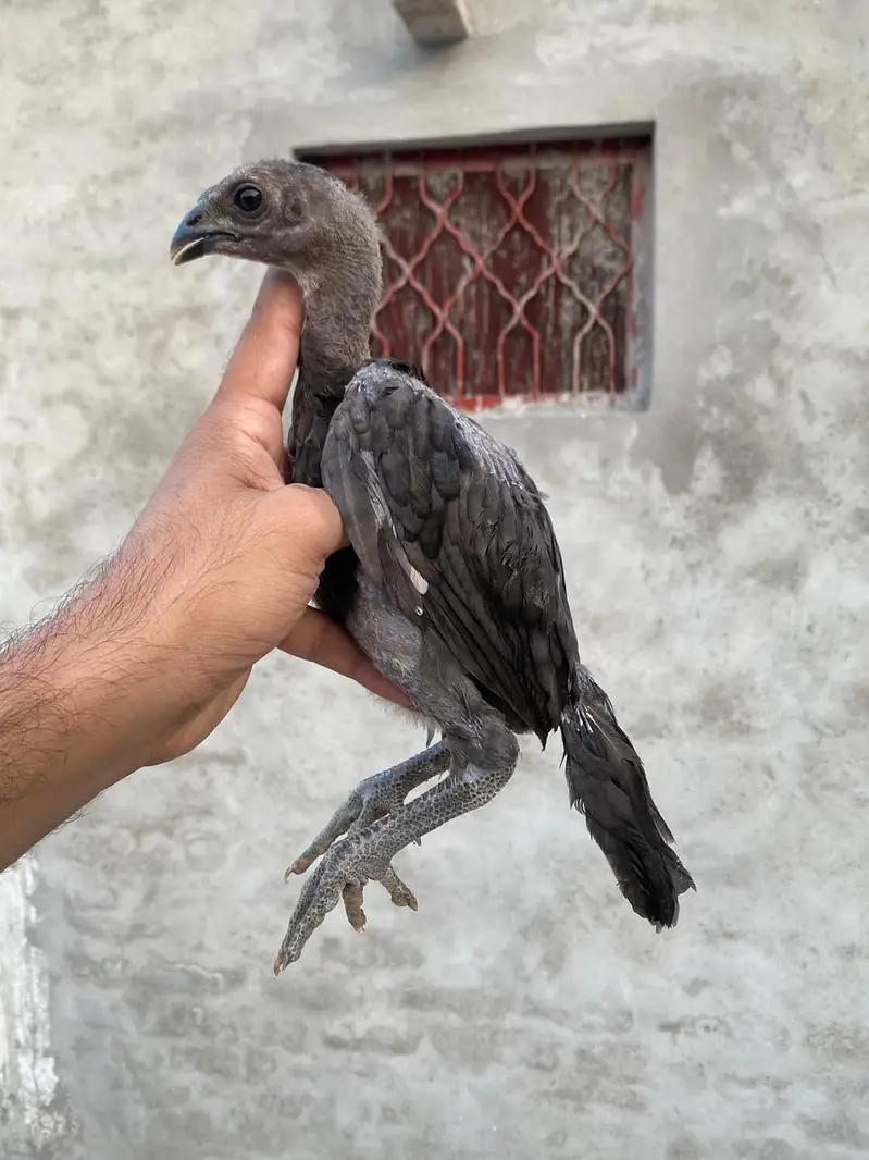 dragon aseel chicks — photo 8