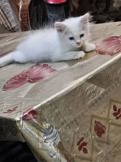 3 male white persian kittens for sale