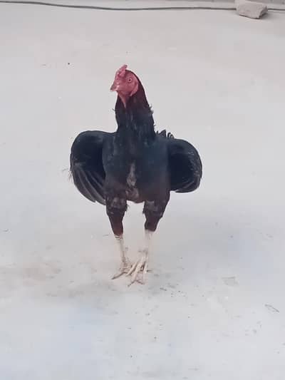 Lakha Aseel Pure Punjab's breed