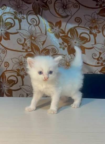 4kitten 1.5month old Persian cat for sale double triple mix cats