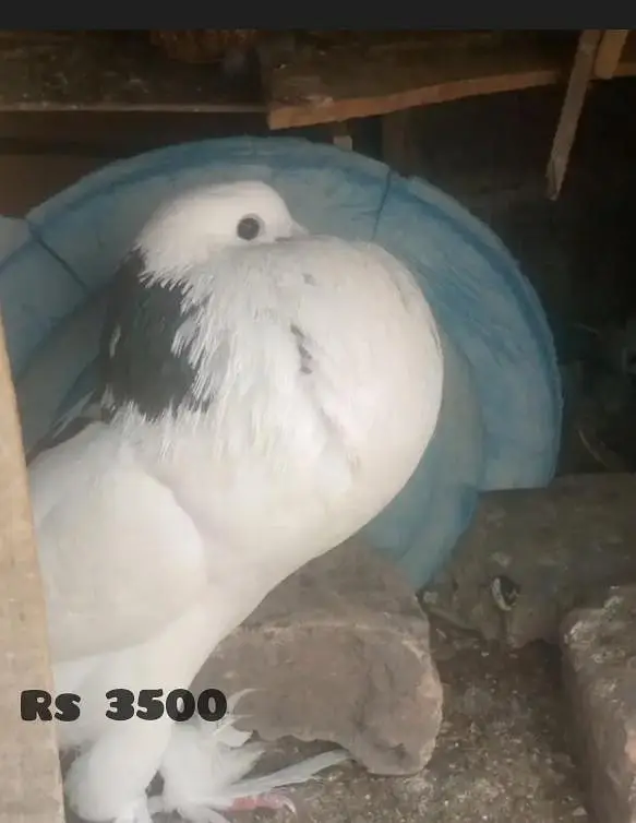 Gubaara/Poster Pigeons Pair - 8 month — photo 2