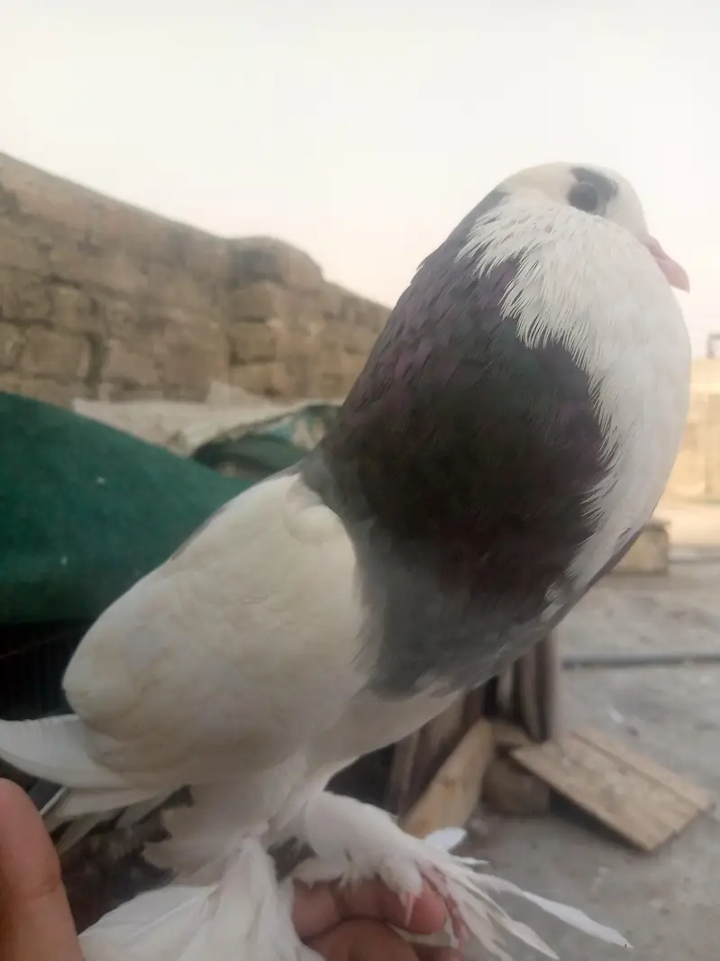 Gubaara/Poster Pigeons Pair - 8 month — photo 3