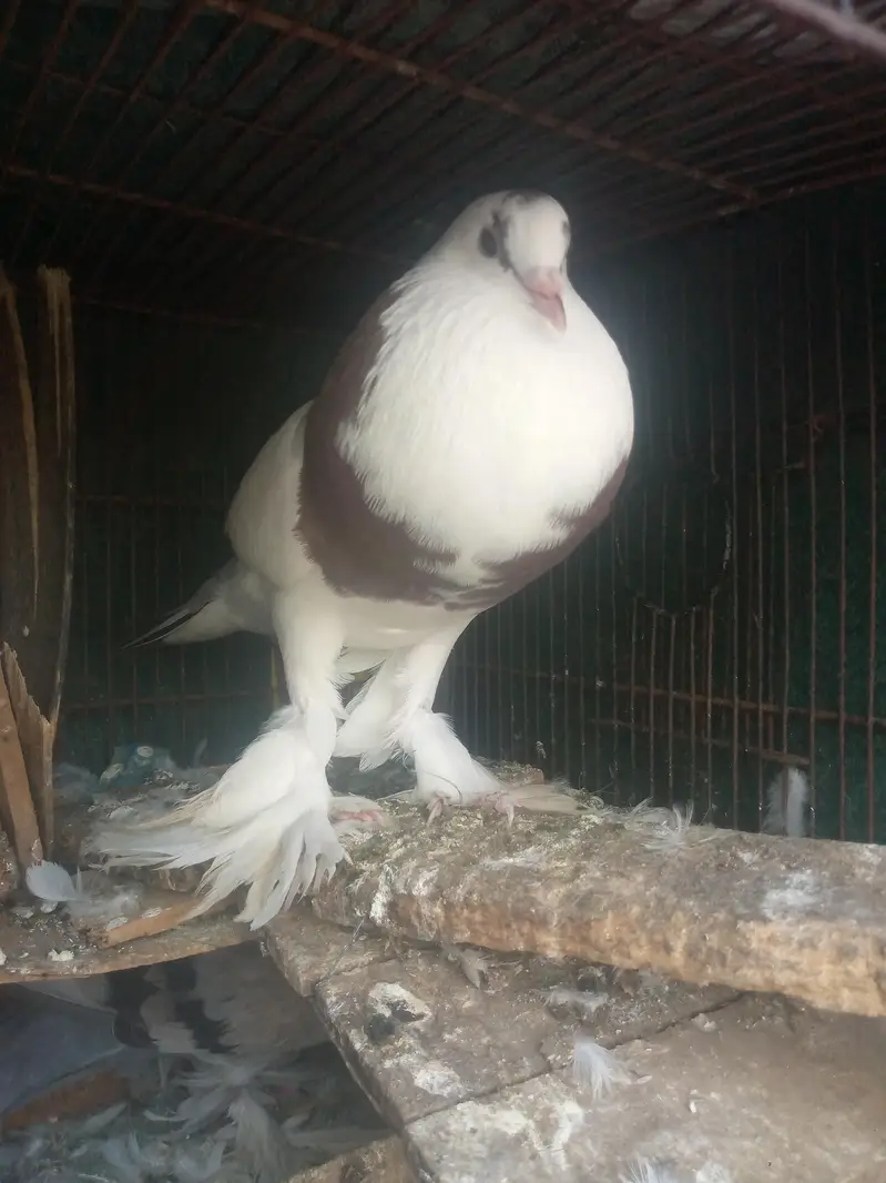 Gubaara/Poster Pigeons Pair - 8 month — photo 6