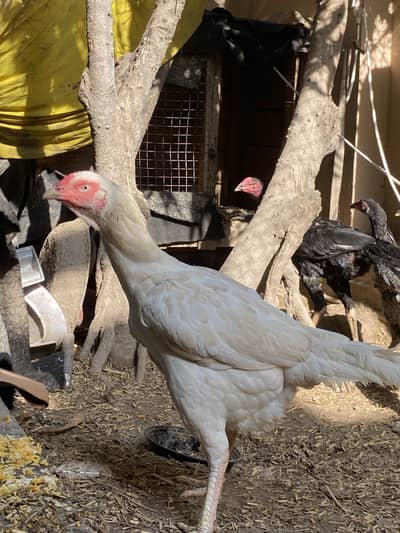 Hens for sale